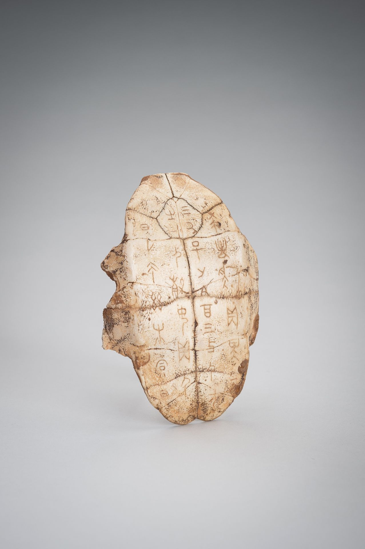 AN INSCRIBED SHANG DYNASTY 'ORACLE BONE' TURTLE PLASTRON, JIAGUWEN - Bild 7 aus 9