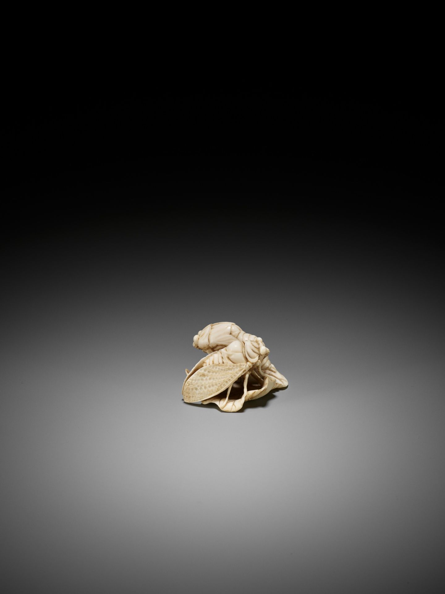 A FINE IVORY NETSUKE OF TWO CICADA HATCHLINGS ON A LEAF - Image 8 of 9