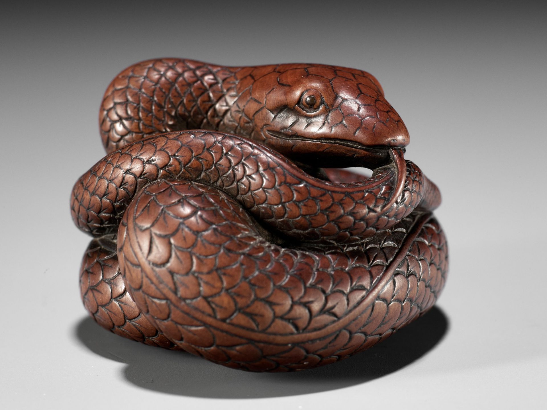 AN EXCEPTIONAL AND LARGE WOOD NETSUKE OF A SNAKE, ATTRIBUTED TO OKATOMO - Image 19 of 19