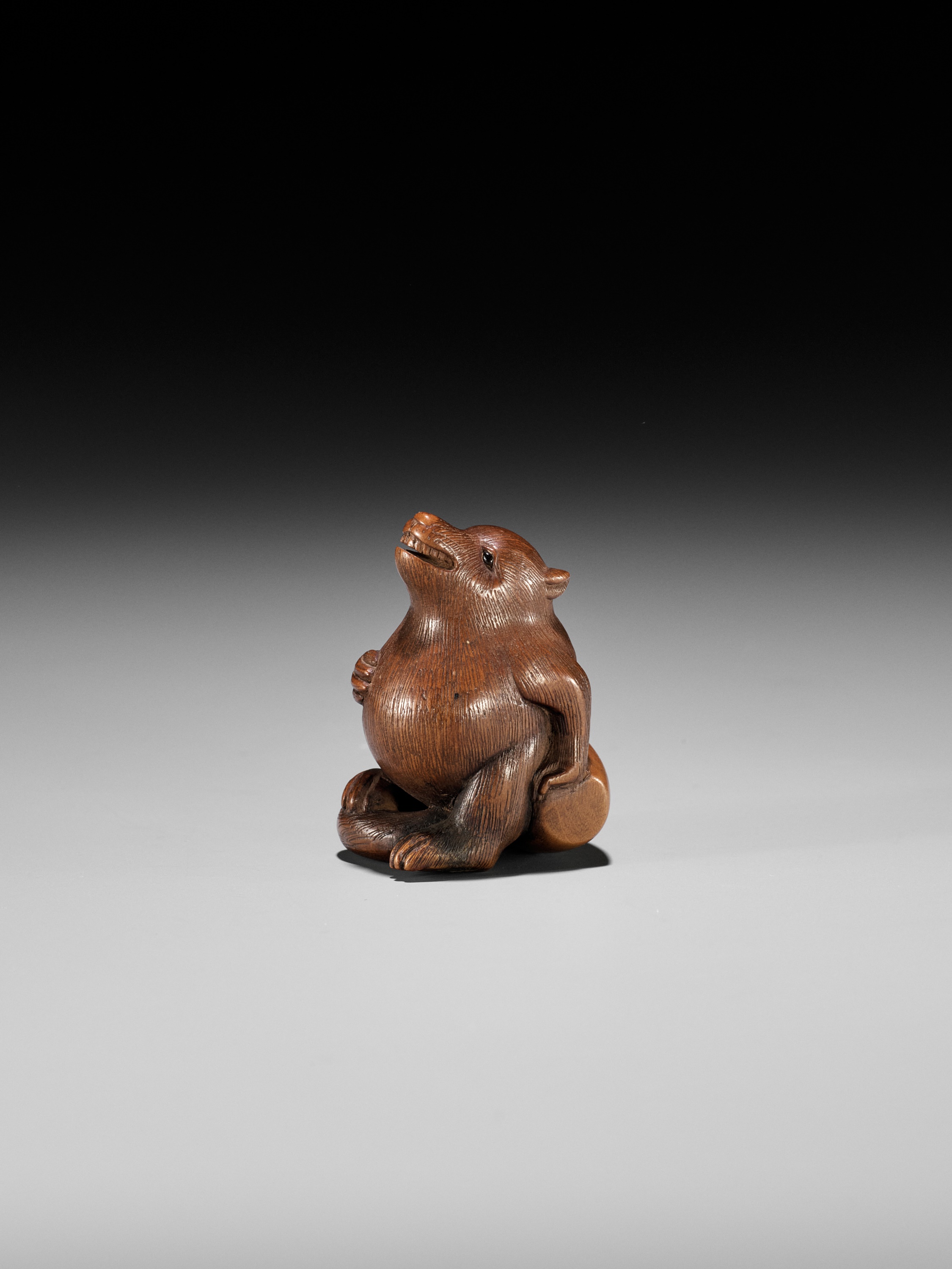 RANSEN: A FINE WOOD NETSUKE OF A DRUNKEN TANUKI HARA NO TSUZUMI - Image 3 of 14