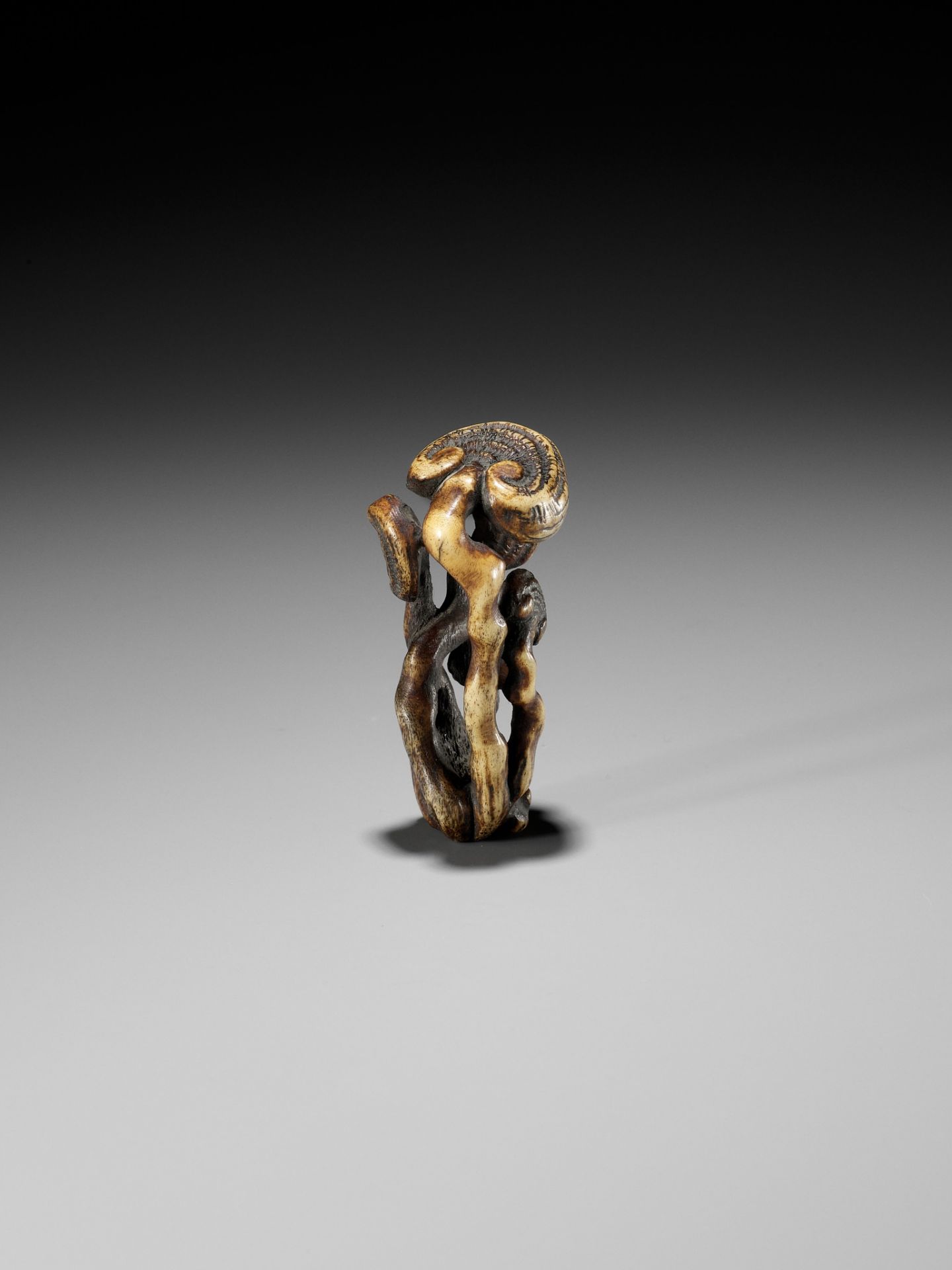 A STAG ANTLER NETSUKE OF REISHI FUNGI - Image 3 of 8