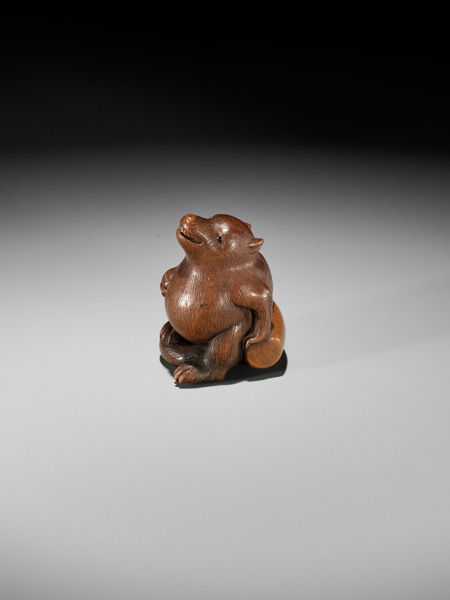 RANSEN: A FINE WOOD NETSUKE OF A DRUNKEN TANUKI HARA NO TSUZUMI - Image 10 of 14