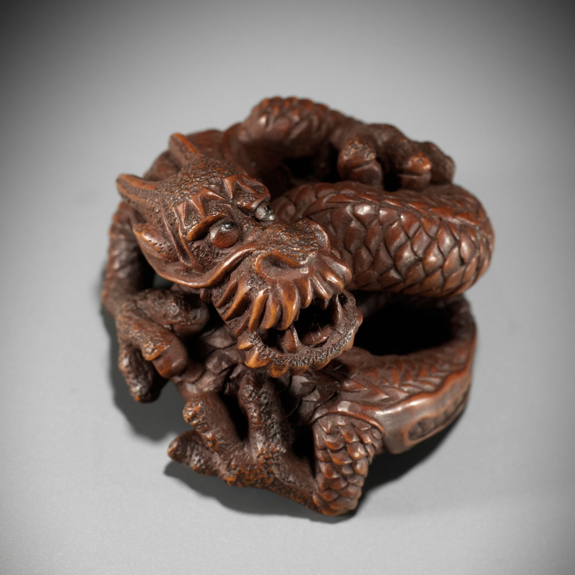 HARUMITSU: AN IMPRESSIVE WOOD NETSUKE OF A COILED DRAGON