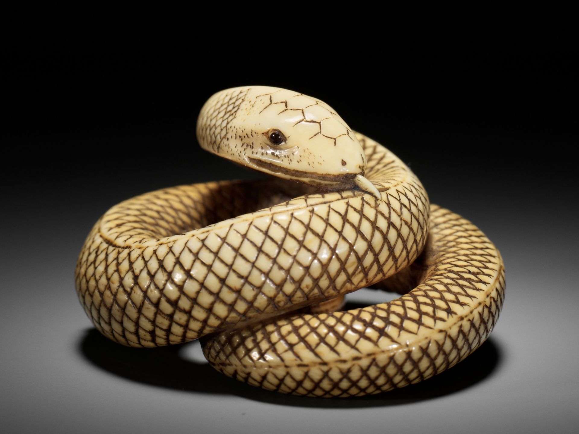 AN IVORY NETSUKE OF A COILED SNAKE, ATTRIBUTED TO OKATOMO - Image 15 of 16