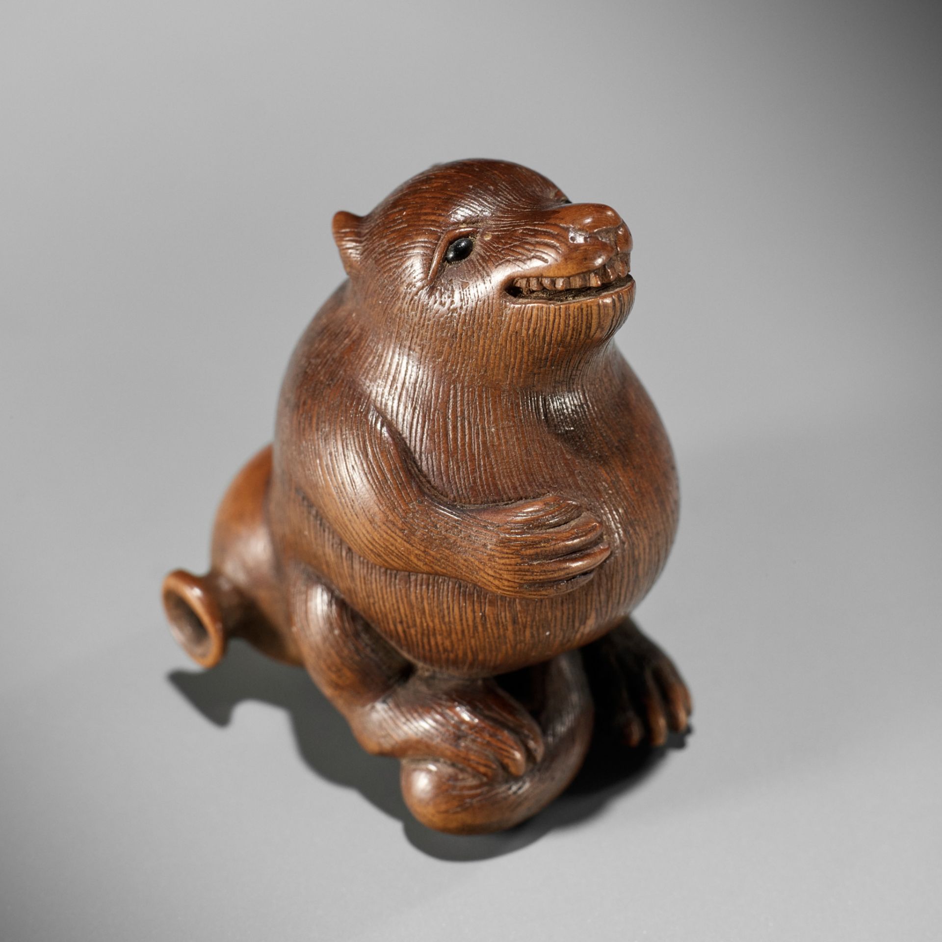 RANSEN: A FINE WOOD NETSUKE OF A DRUNKEN TANUKI HARA NO TSUZUMI