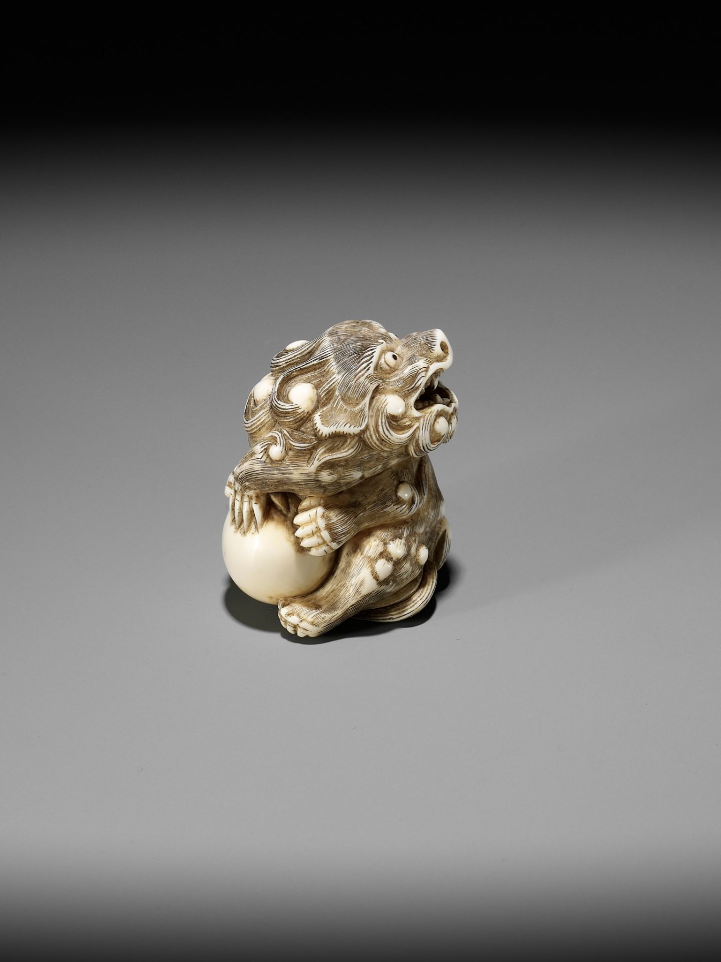 A POWERFUL IVORY NETSUKE OF A SNARLING SHISHI WITH BALL, ATTRIBUTED TO MITSUHARU - Image 11 of 14