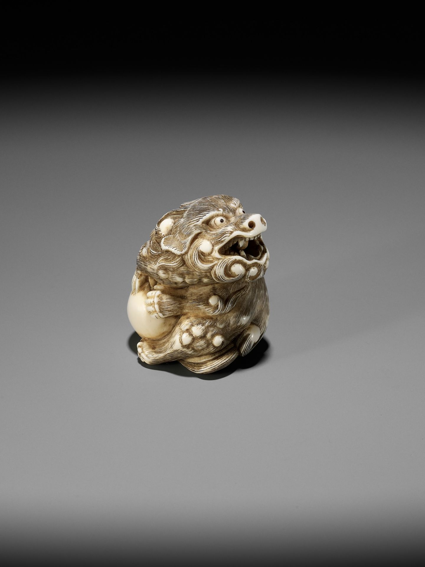 A POWERFUL IVORY NETSUKE OF A SNARLING SHISHI WITH BALL, ATTRIBUTED TO MITSUHARU - Image 2 of 14