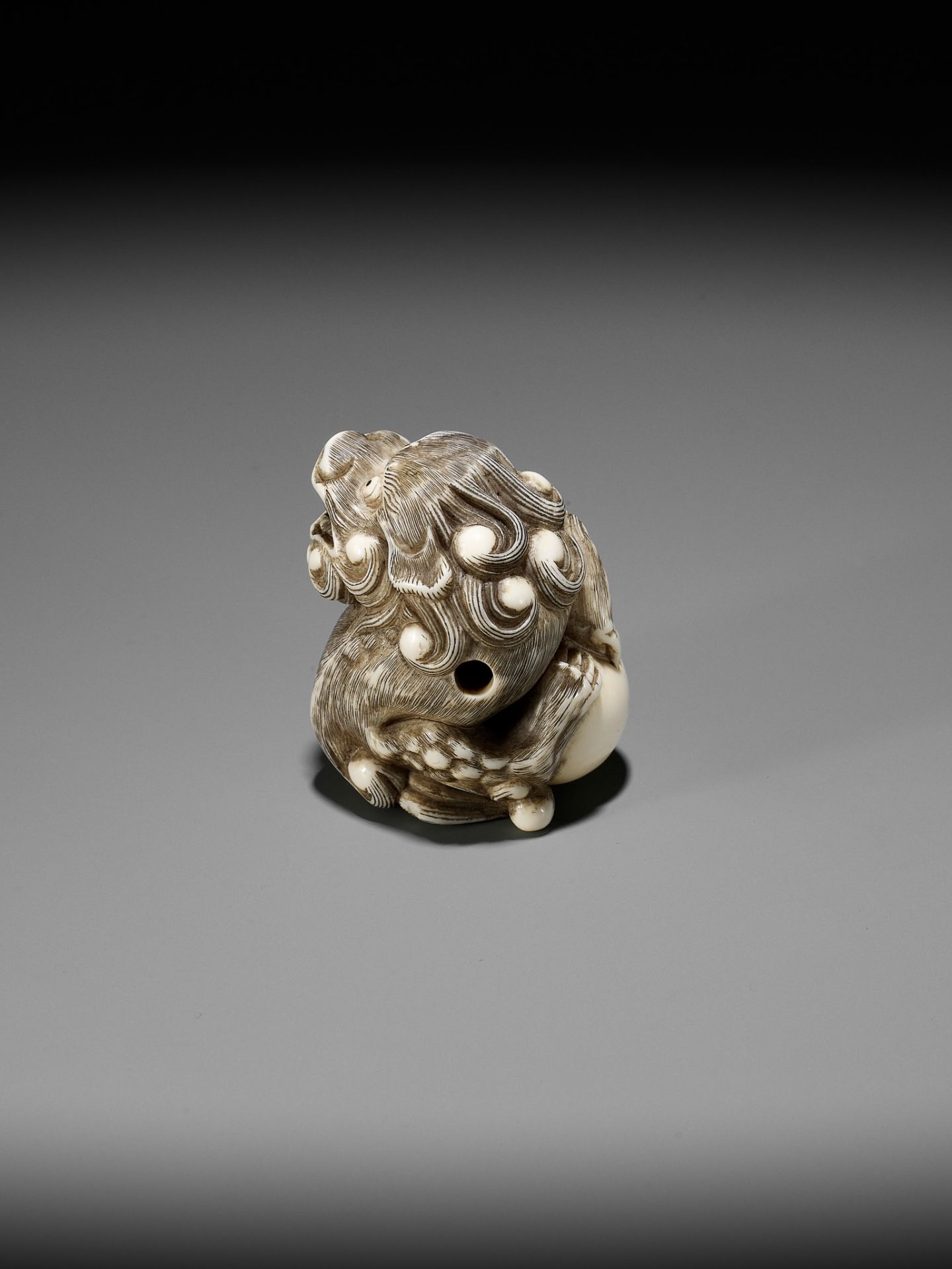 A POWERFUL IVORY NETSUKE OF A SNARLING SHISHI WITH BALL, ATTRIBUTED TO MITSUHARU - Image 8 of 14