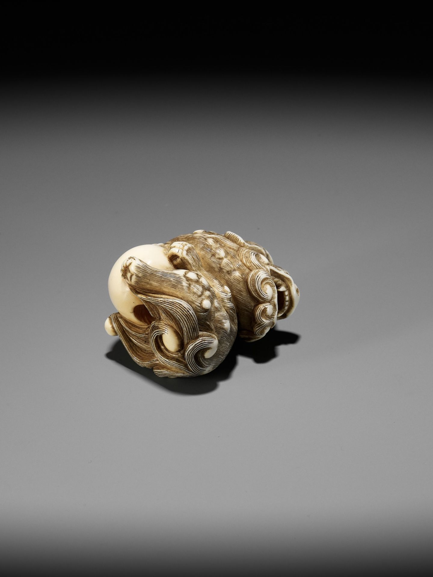 A POWERFUL IVORY NETSUKE OF A SNARLING SHISHI WITH BALL, ATTRIBUTED TO MITSUHARU - Image 13 of 14