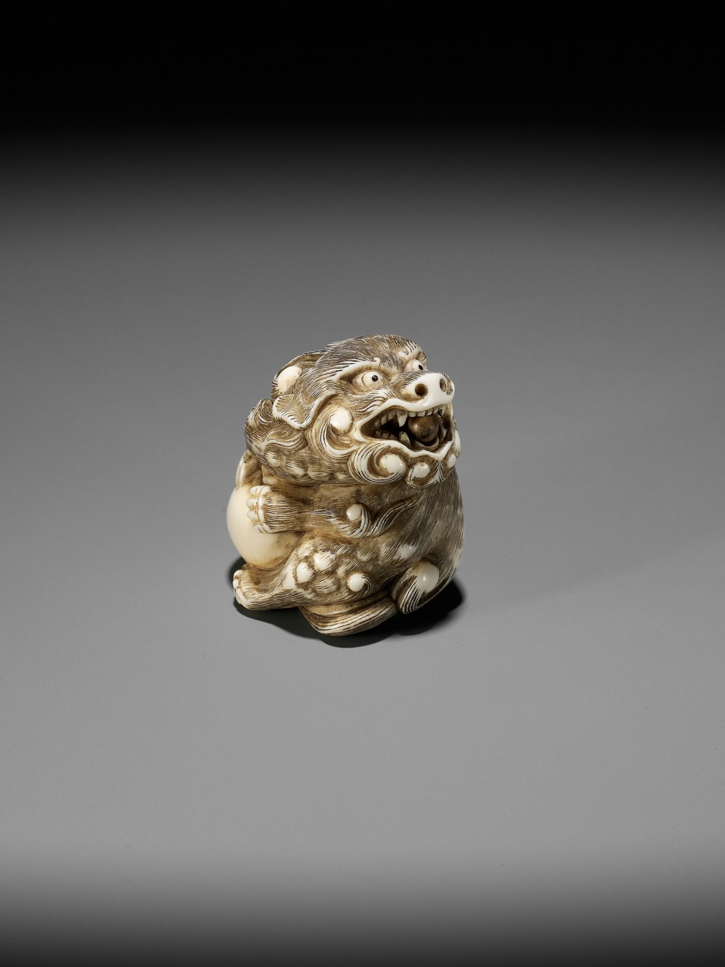 A POWERFUL IVORY NETSUKE OF A SNARLING SHISHI WITH BALL, ATTRIBUTED TO MITSUHARU - Image 3 of 14