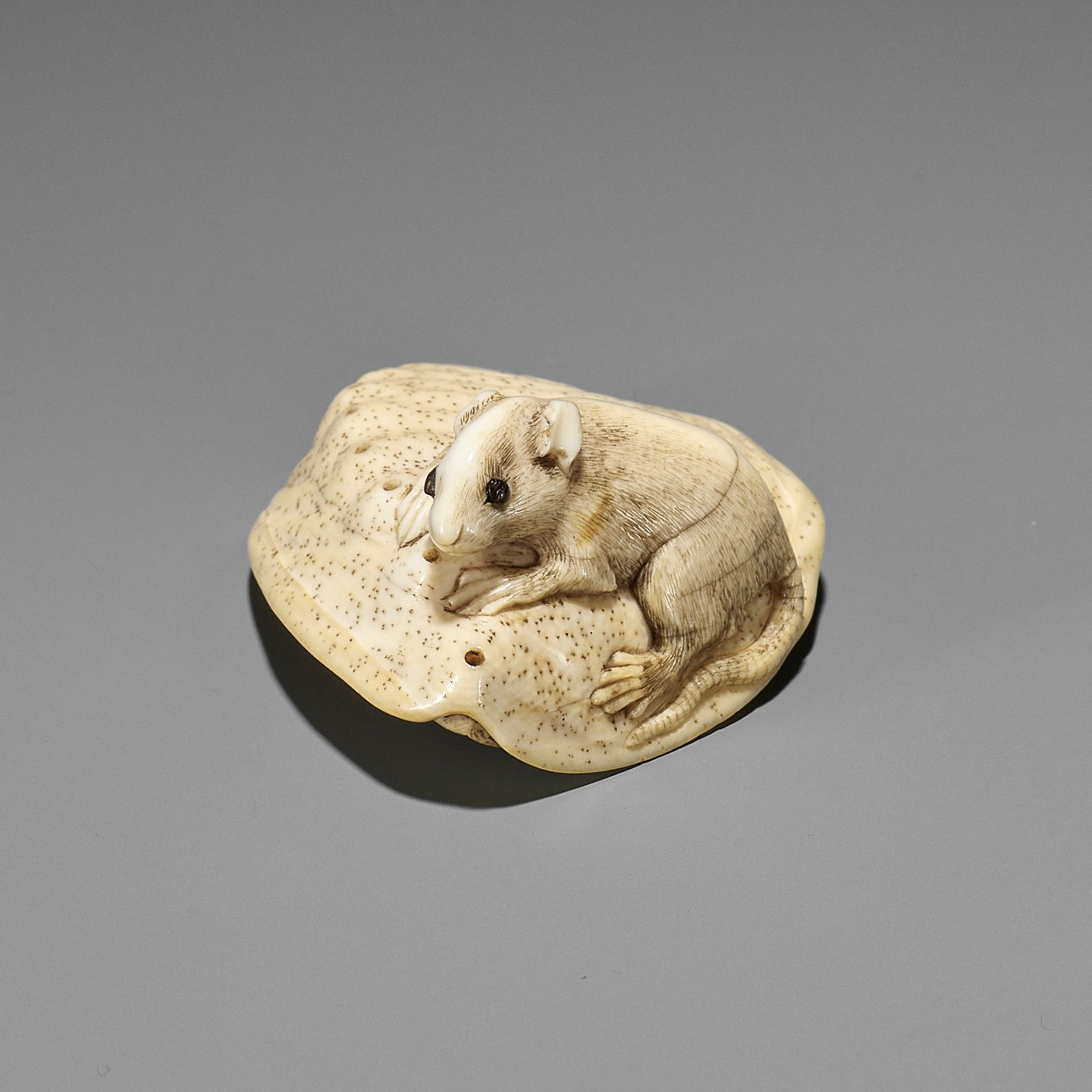 AN IVORY NETSUKE OF A RAT ON AWABI SHELL