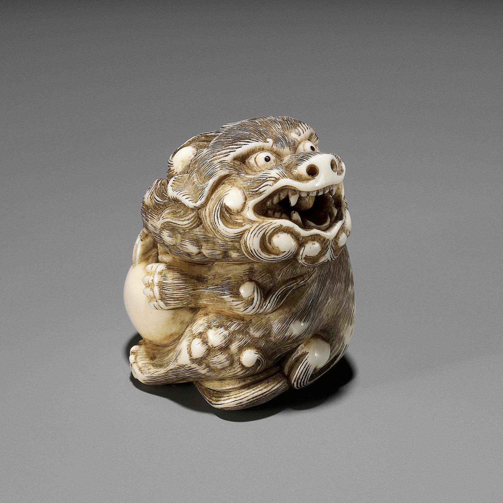 A POWERFUL IVORY NETSUKE OF A SNARLING SHISHI WITH BALL, ATTRIBUTED TO MITSUHARU