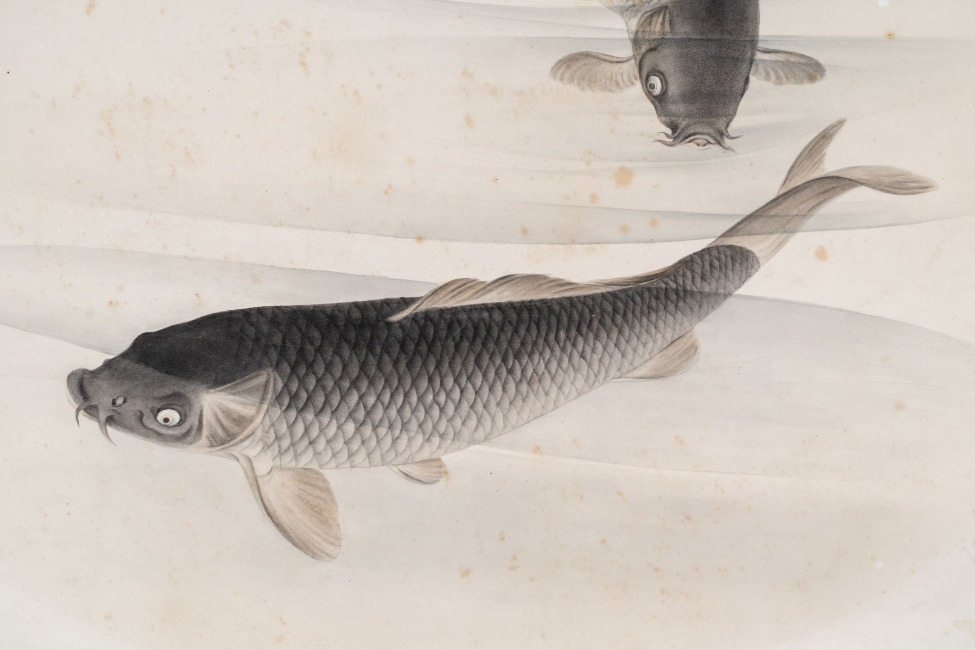 A WATERCOLOR PAINTING OF TWO CARPS, MEIJI - Bild 4 aus 6