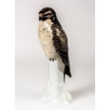 BUSSARD, Sehr grosse Porzellanfigur, Rosenthal, um 1920