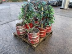 6no. Keg Planters & Plants as Lotted