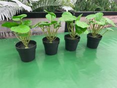 4no. Imitation Fiddle Leaf Plants Complete With Pots, 230mm High