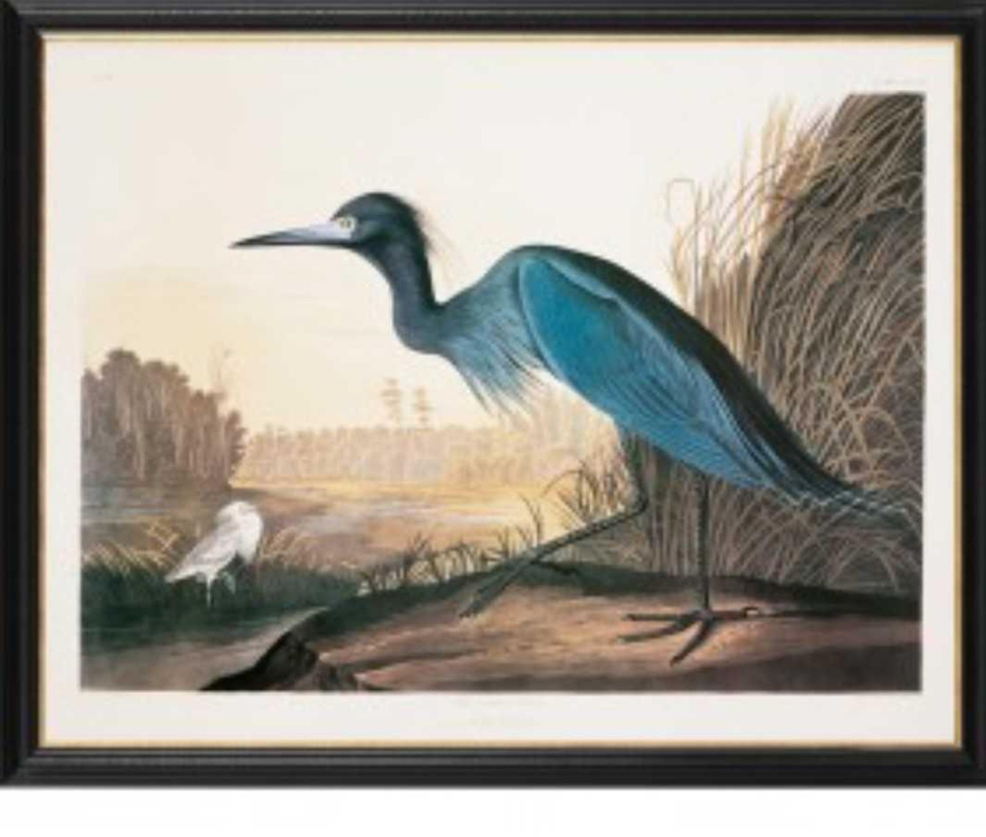 RRP £45 "The Blue Heron" By James Audubon