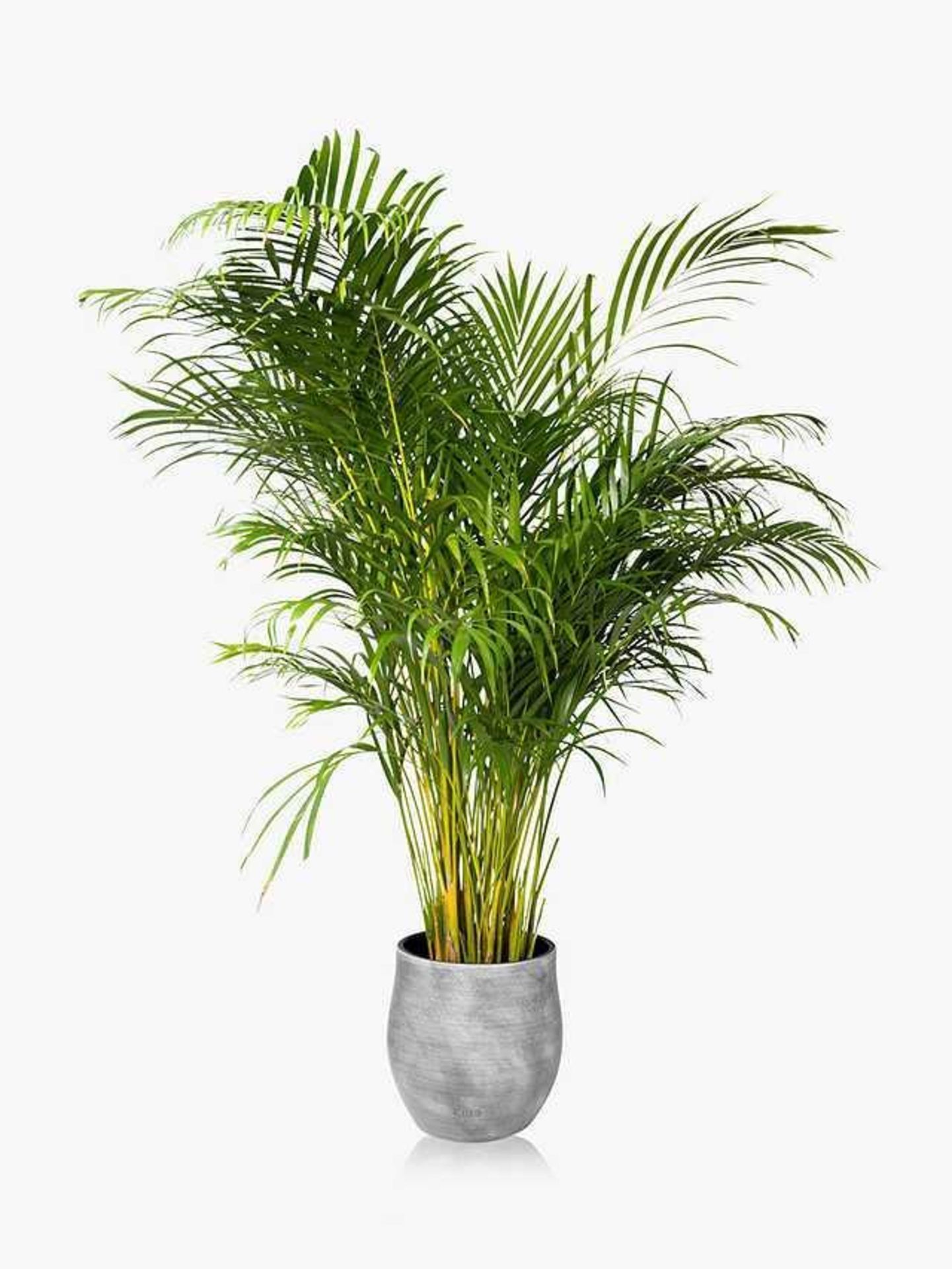 RRP £200 Lot To Contain Boxed Phoenix palm Pot Green Decorative Tree