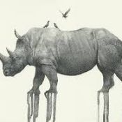 RRP £175 Brand New X5 Rhinoceros By Oliver Flores Canvases