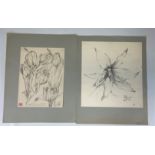 Lot (15) of "study of flowers" drawings circa 1920