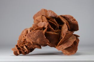 Large reddish sand rose from Algeria