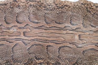 An African Rock Python Snake Skin from Circa 1910