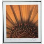 ‘Blaze of Glory’ mounted and framed limited edition print of close-up sunflower, 34/195. 38.5cm x