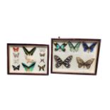 Two display cases featuring 16 butterflies and moths with specimens from New Guinea, Solomon Islands