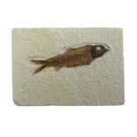 A fish fossil, matrix approx 12.3cm x 8.6cm.