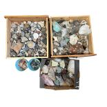 A very large collection of self-collected minerals, including amazonite, amethyst, agate, rose