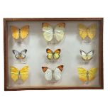 A case of 9 butterflies, primarily yellow in colour featuring butterflies from many localities