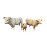 Beswick, Beswick Charolais Cow family to include; Beswick Charolais Bull 2463A, Beswick Charolais