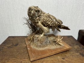 Taxidermy: A Tawny Owl (Strix Aluco), sitting on log, on wooden base. Base measures 27 x 31cm.