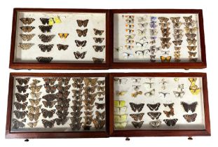 Wooden ten drawer butterfly cabinet, with many interesting specimens