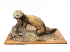 Taxidermy: a Ferret in a naturalistic setting