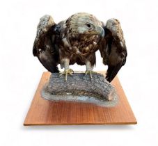 Taxidermy: Large Golden Eagle (Aquila chrysaetos), mounted on open display with naturalistic