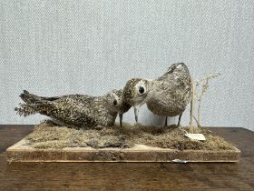 Taxidermy: A pair of Golden Plover's (Pluvialis Apricaria) on wooden base measuring 34 x 15cm.