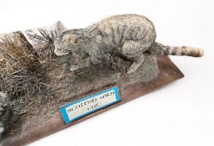 Taxidermy Scottish Wild Cat (Felis silvestris) in naturalistic scene hunting a rabbit, mounted on