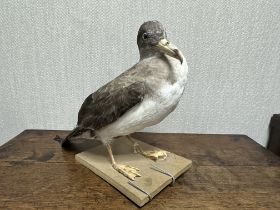 Taxidermy Shearwater (Puffinus puffinus), mounted on wooden base. H28cm.