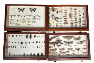 Wooden ten drawer insect cabinet, with many interesting specimens