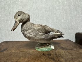 Taxidermy: A Gadwall duck (Mareca strepera) on base. H23cm