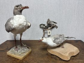 Taxidermy: A Sabine's Gull (Xema sabini) and two others. Qty 3 pieces