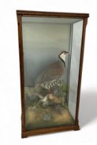 Taxidermy: A Red-Legged Partridge (Alectoris rufa) in glazed case. Plaque inside reads "Presented to