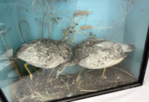 Taxidermy: A pair of Little Bustard's (Tetrax tetrax) in naturalistic setting within glazed case.