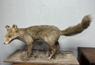 A taxidermy study of a fox on a wooden base. Base measures 80cm x 30cm. H41cm.