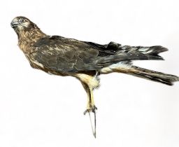 Taxidermy: A Harrier Hawk (Circinae). Length 45cm.