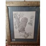 Hand-Drawn Pencil Sketch of a Tawny Owl by JF Clark