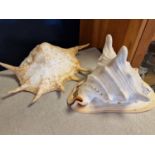 Pair of Large Sea Shells inc a Huge Conch