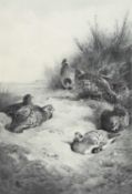 Archibald Thorburn (1860-1935) A Convey of English Partridges