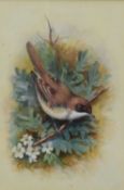 Charles Baldwyn (1859-1943) Pair of Bird Studies